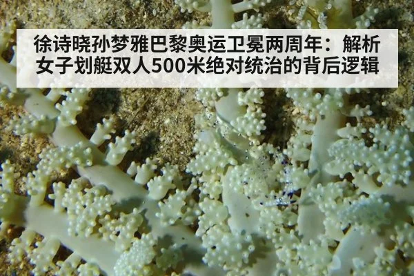 徐诗晓孙梦雅巴黎奥运卫冕两周年：解析女子划艇双人500米绝对统治的背后逻辑 | jiuyou game